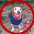 APPLE,appledog