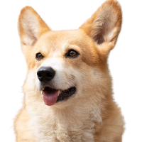 BNBDOG,BNB Dog Inu